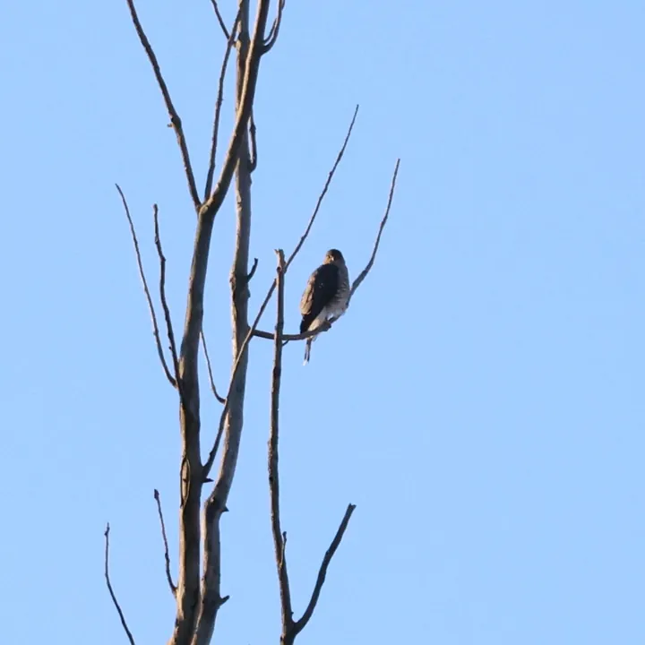 Sharp-shinned Hawk