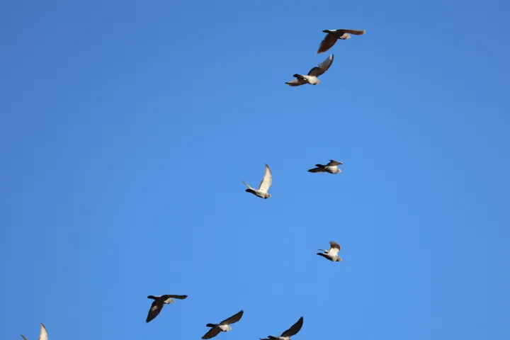 Rock Pigeon