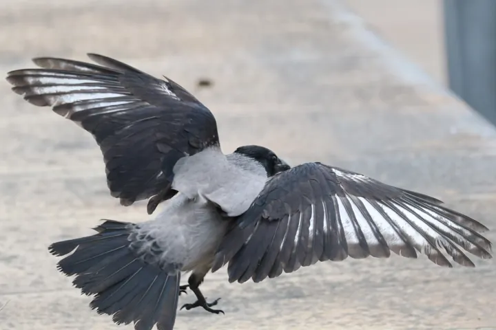 Hooded Crow