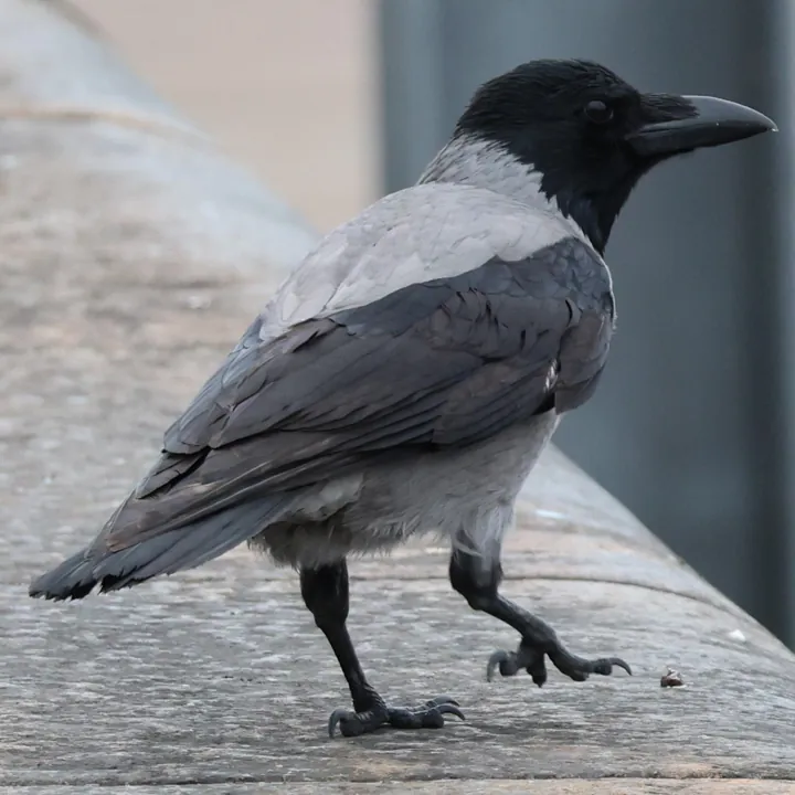 Hooded Crow