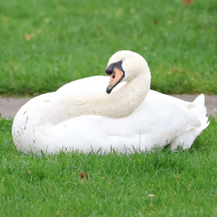 Mute Swan