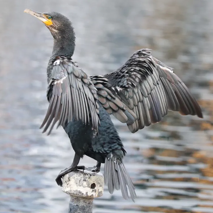 Great Cormorant