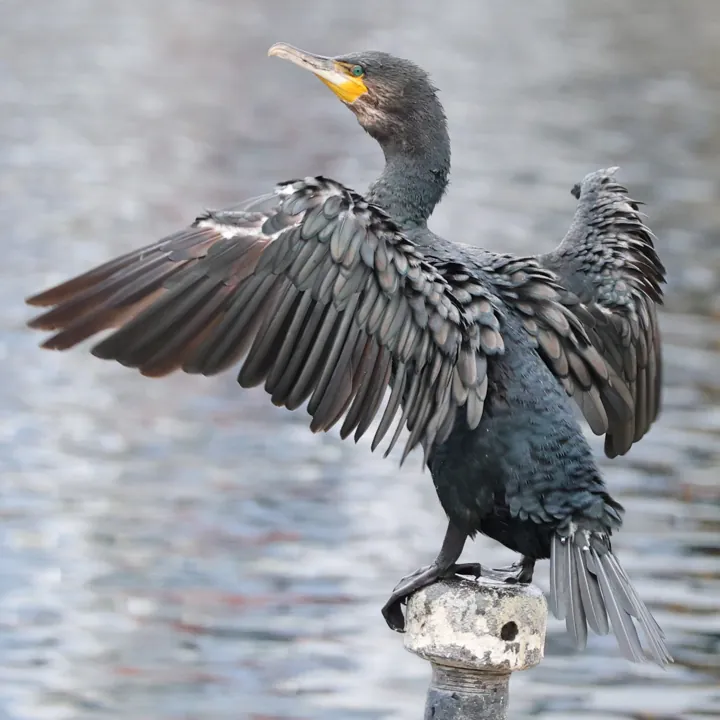 Great Cormorant