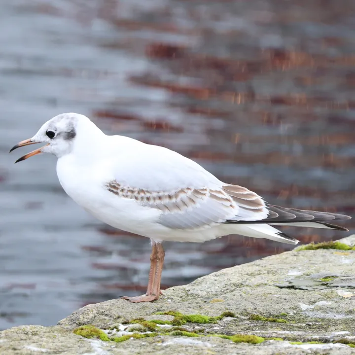 Black-headed Gull