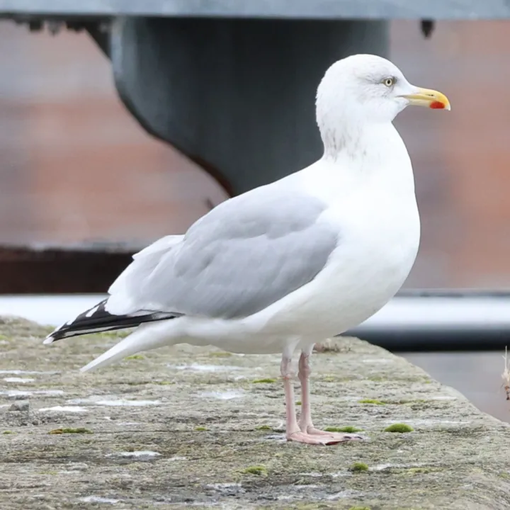 European Herring Gull