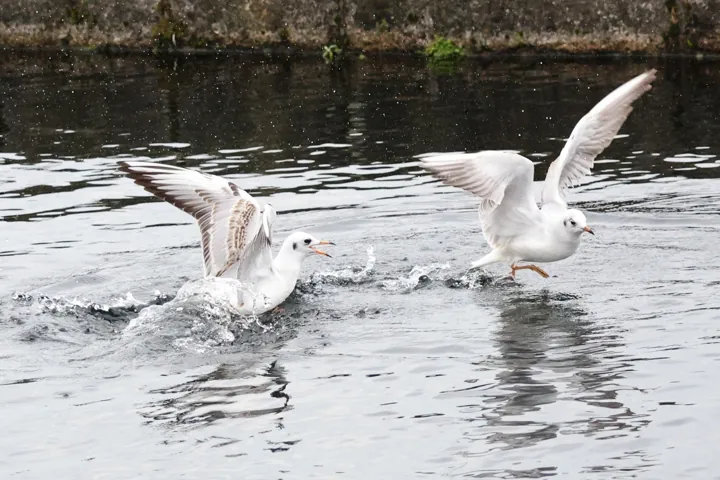 Black-headed Gull