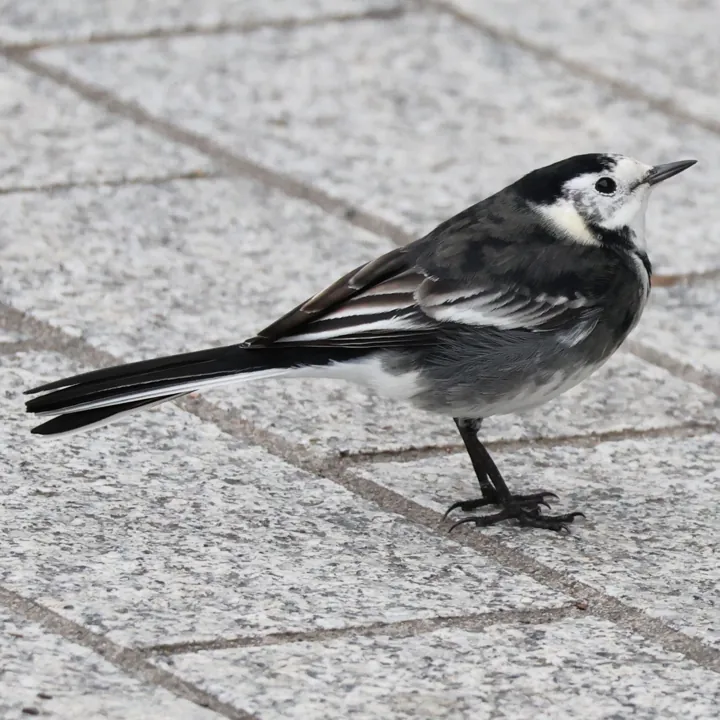 White Wagtail