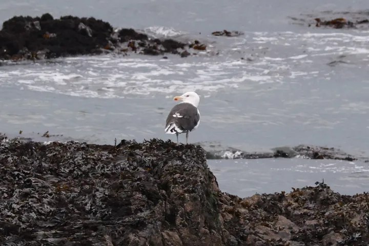 Great Black-backed Gull