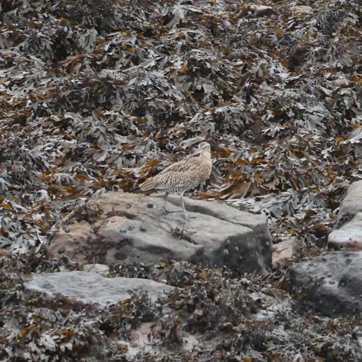 Eurasian Curlew