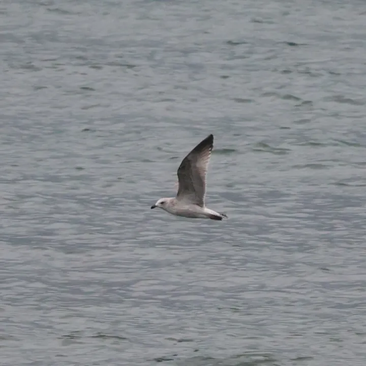 Common Gull