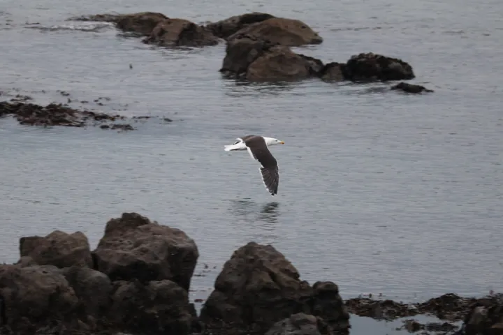 Great Black-backed Gull