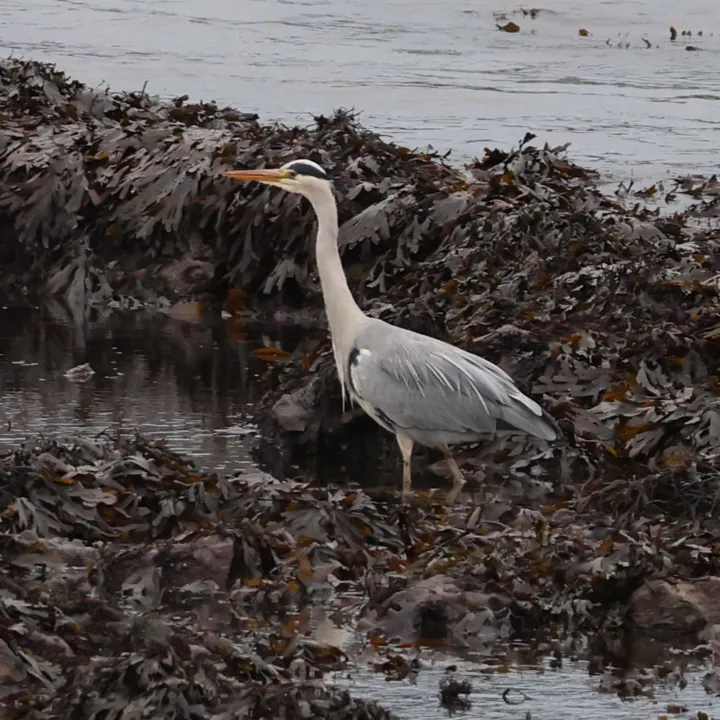 Gray Heron