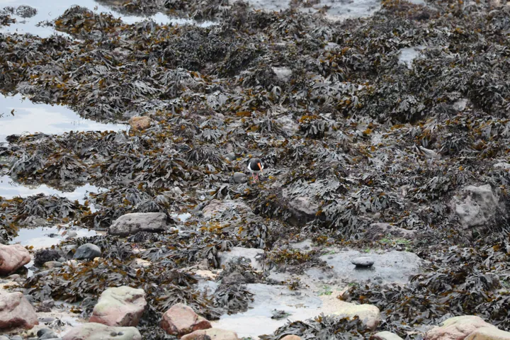 Eurasian Oystercatcher