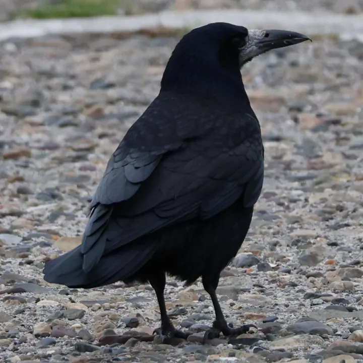 Rook