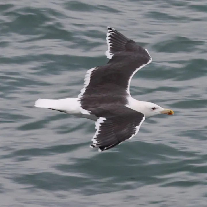 Great Black-backed Gull