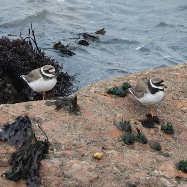 Common Ringed Plover