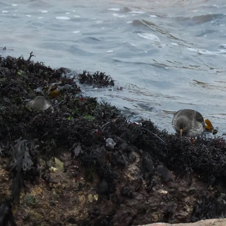 Purple Sandpiper