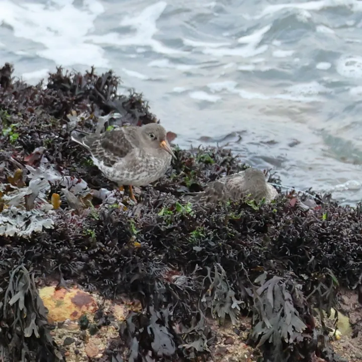 Purple Sandpiper