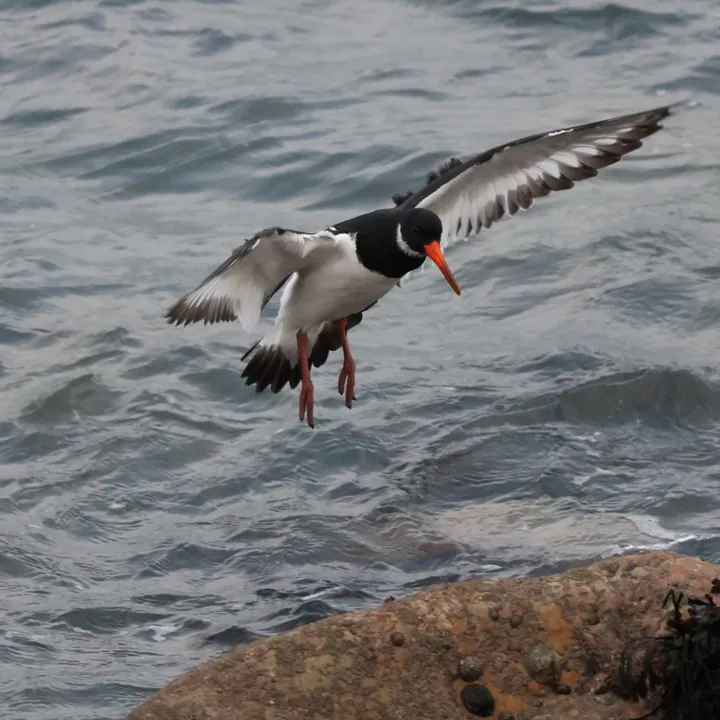 Eurasian Oystercatcher