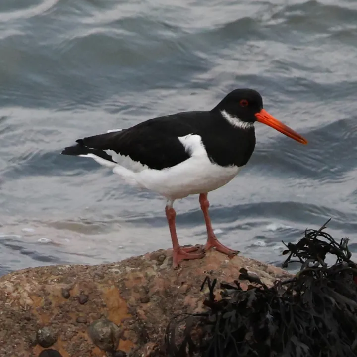 Eurasian Oystercatcher