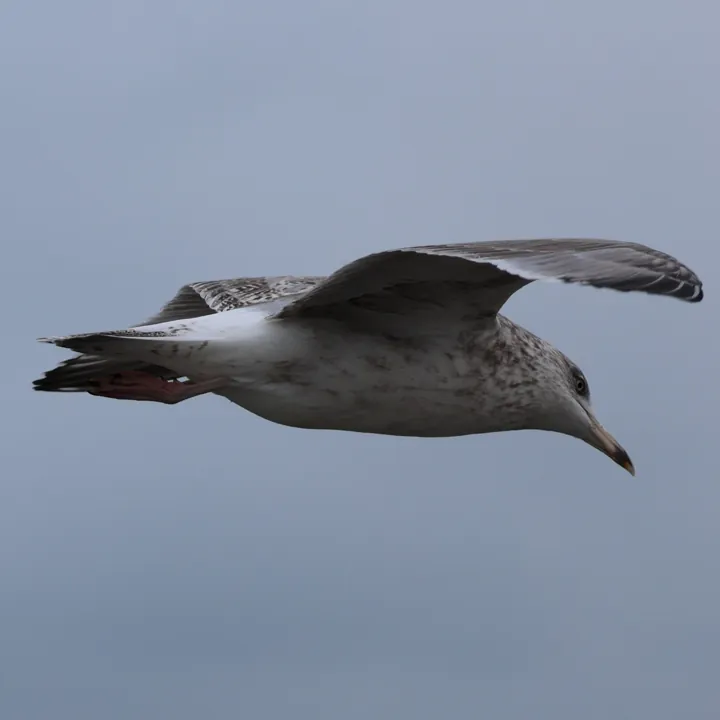 Lesser Black-backed Gull