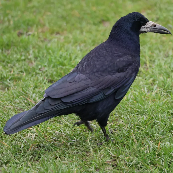 Rook