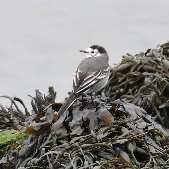White Wagtail