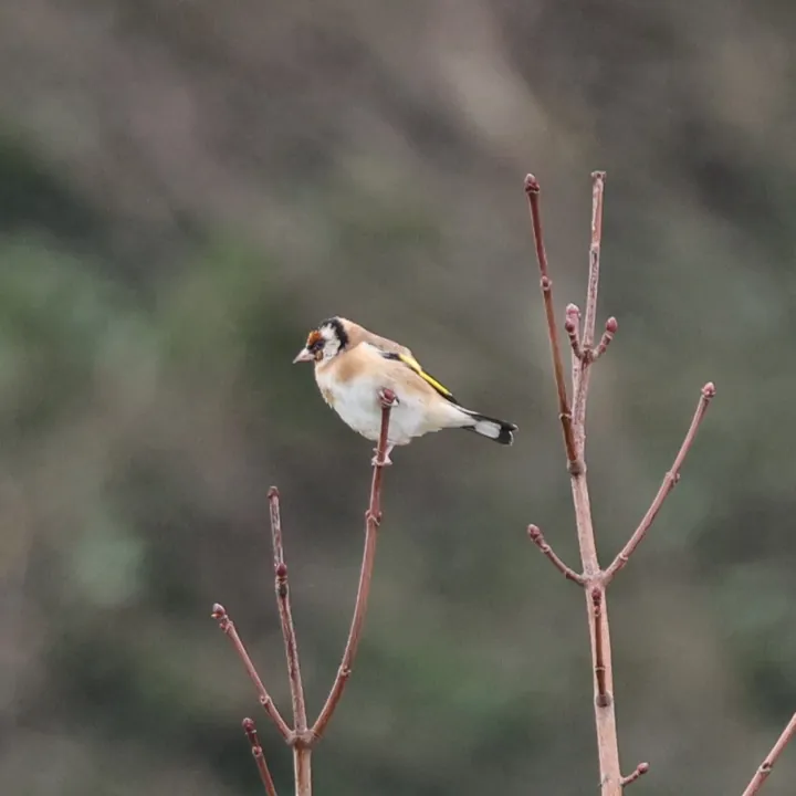 European Goldfinch