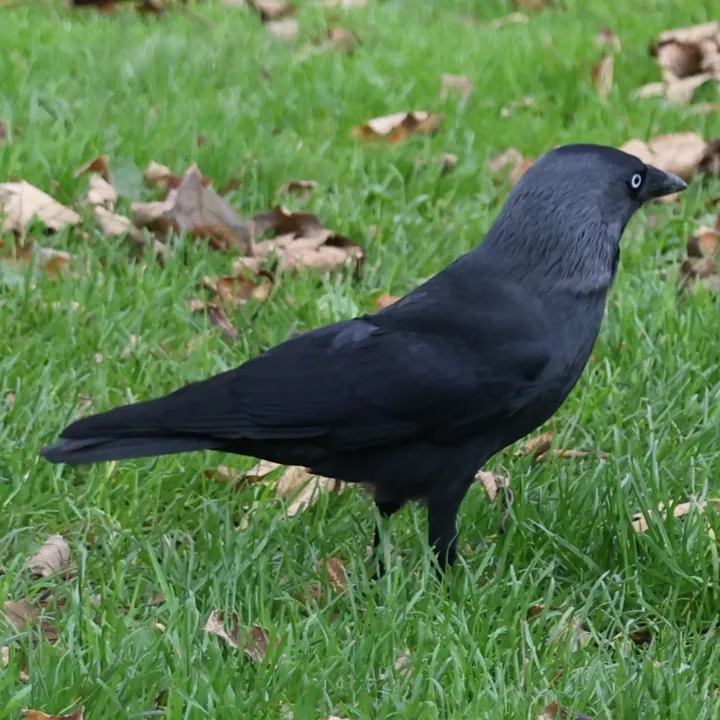 Eurasian Jackdaw