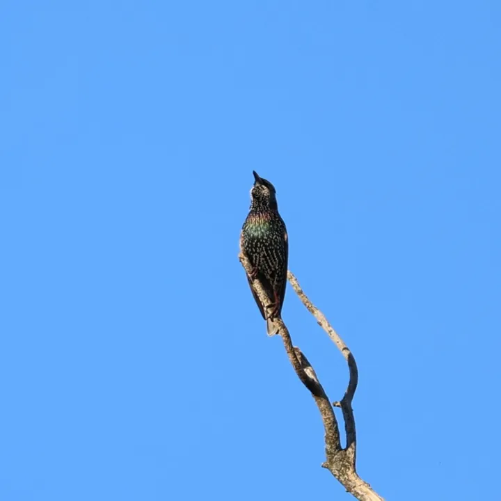 European Starling
