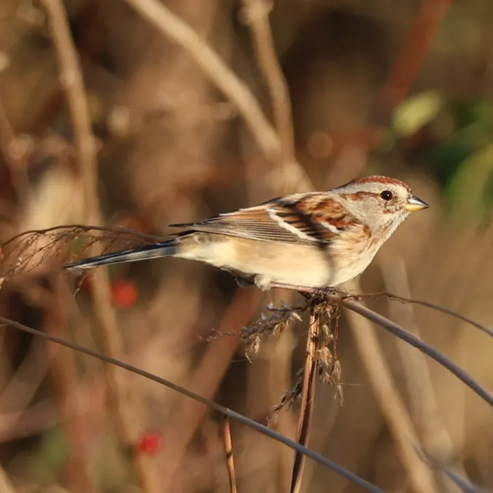 American Tree Sparrow