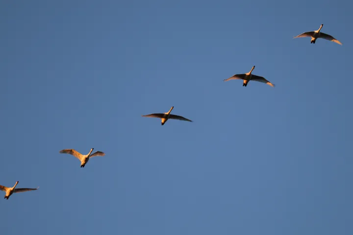 Tundra Swan