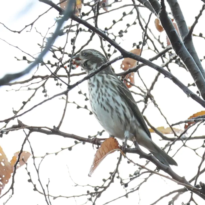 Purple Finch