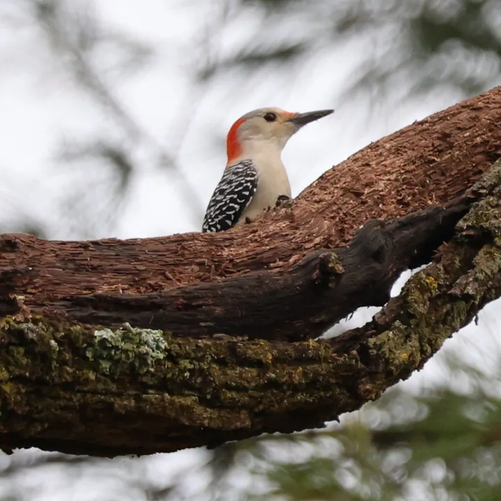 Red-bellied Woodpecker