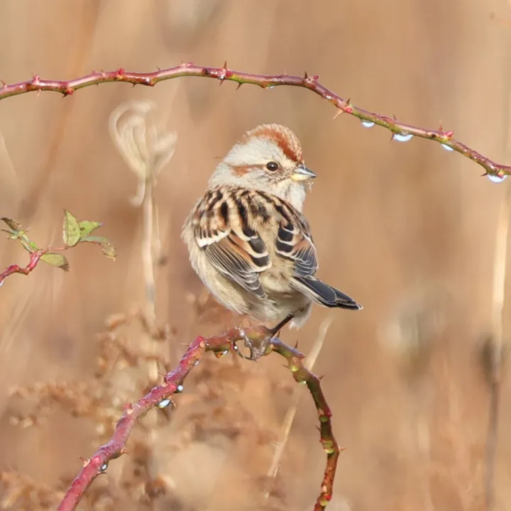 American Tree Sparrow