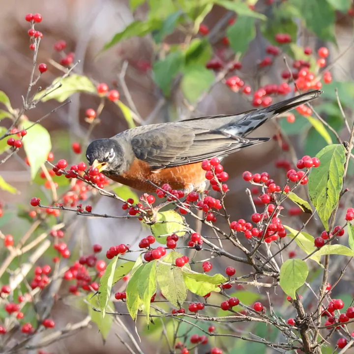 American Robin