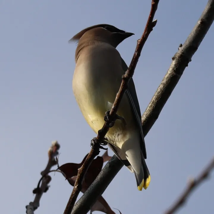 Cedar Waxwing