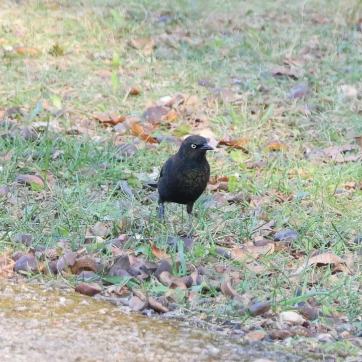 Rusty Blackbird