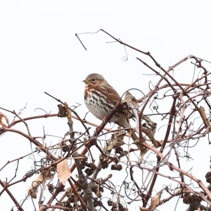 Fox Sparrow