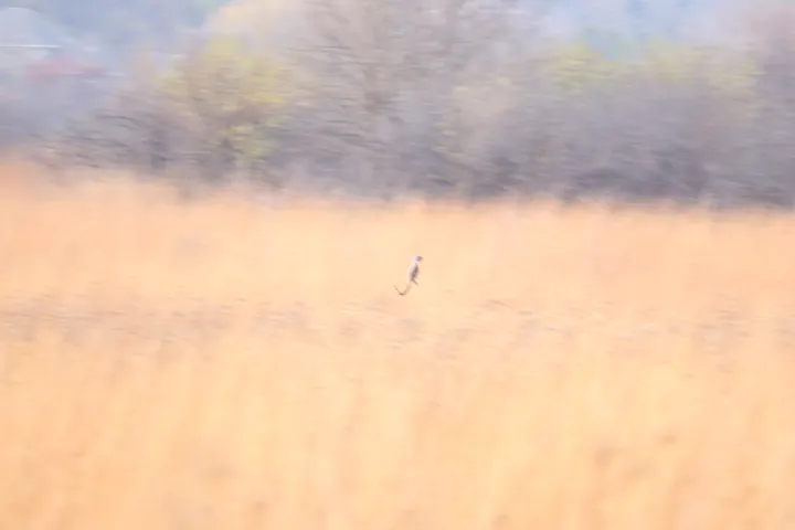 Ring-necked Pheasant