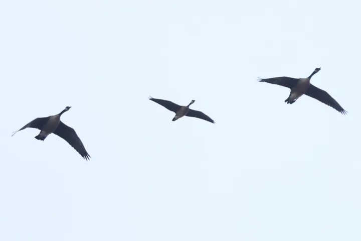Cackling Goose