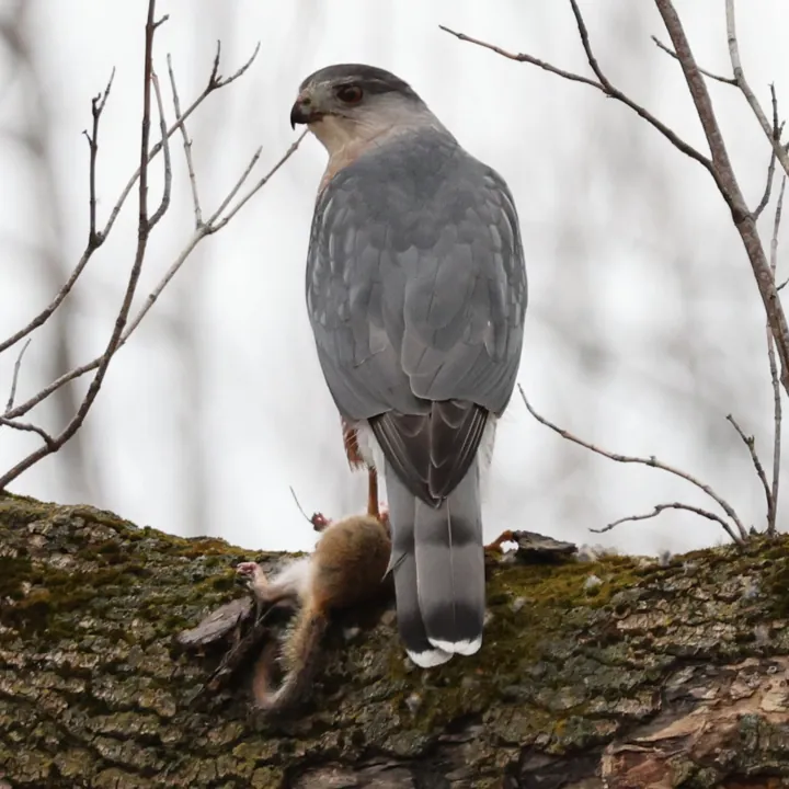 Cooper's Hawk