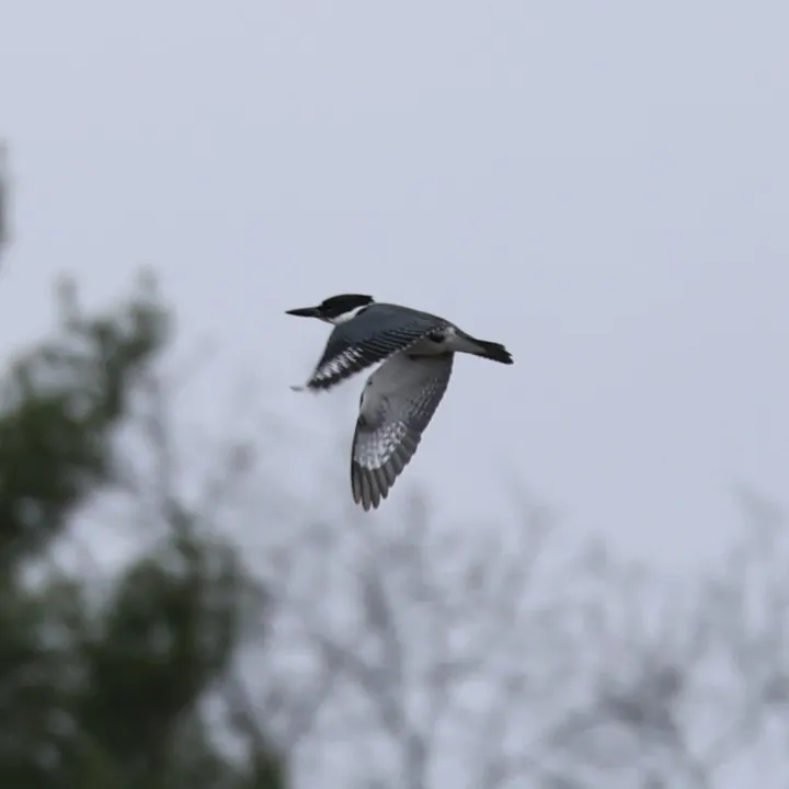 Belted Kingfisher