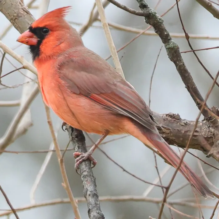 Northern Cardinal