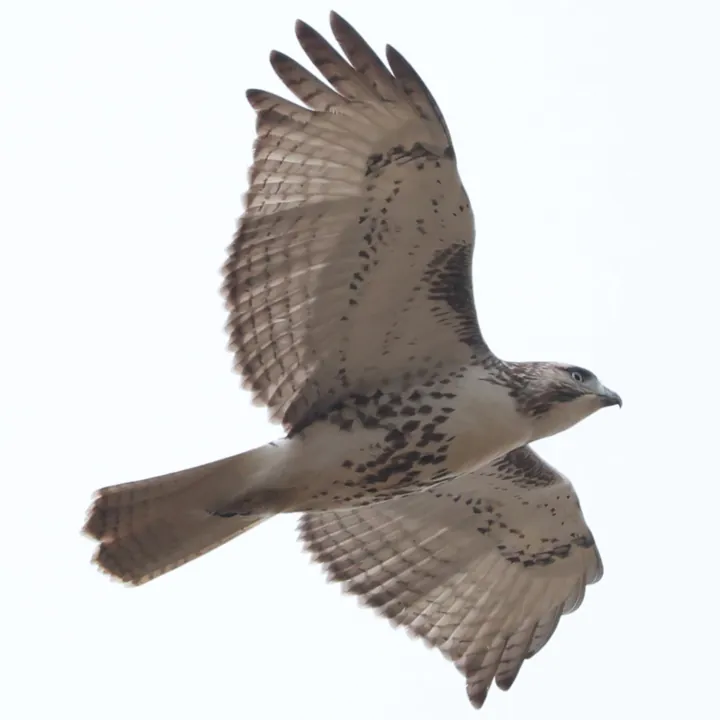 Red-tailed Hawk