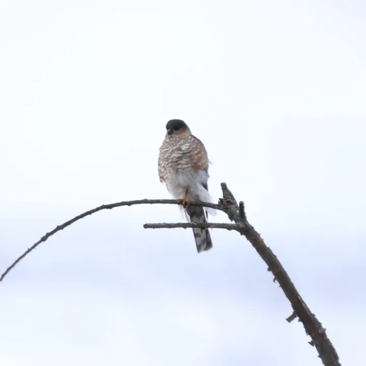 Sharp-shinned Hawk