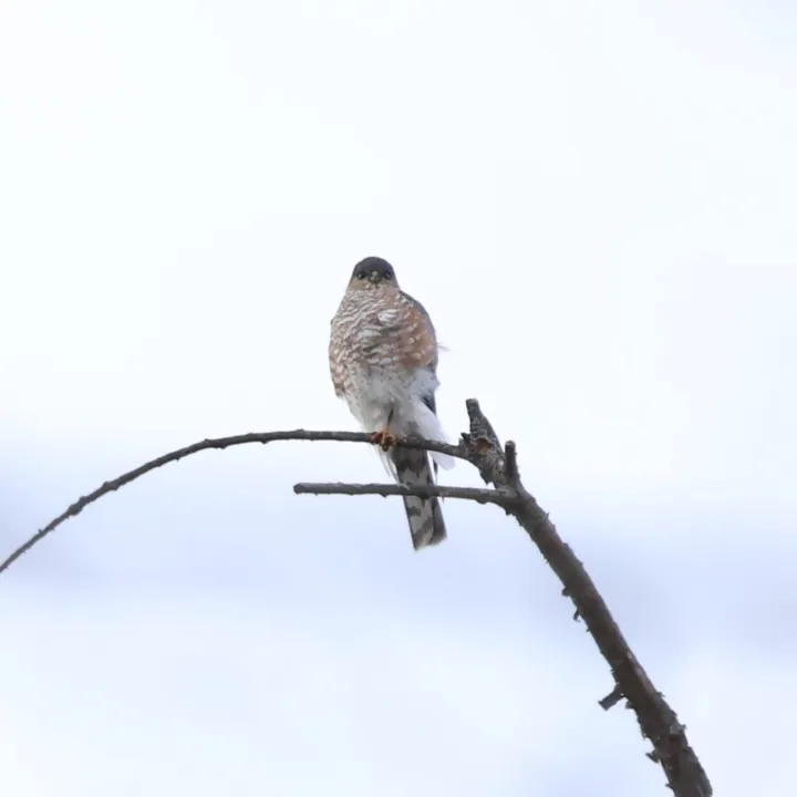 Sharp-shinned Hawk