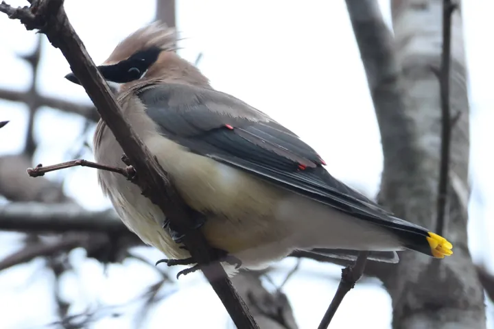 Cedar Waxwing