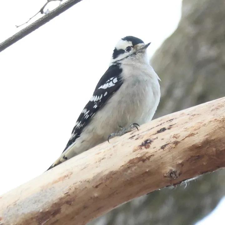 Downy Woodpecker