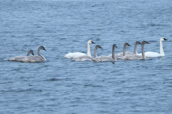 Trumpeter Swan
